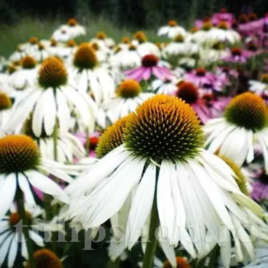 soi echinacea white swan flori albe parfumate