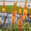 Bulbi Eremurus Cleopatra amenajare gradina eremurus cleopatra 110x110