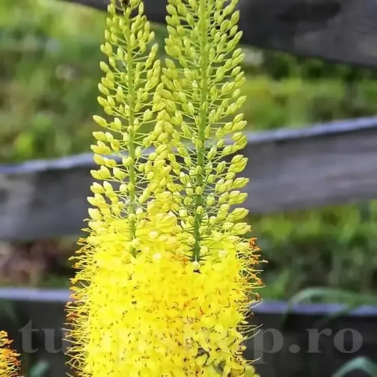 bulbi eremurus bungei galben auriu