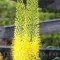 Bulbi Eremurus Bungei