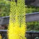 bulbi eremurus bungei galben auriu