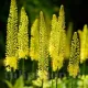 bulbi eremurus bungei pachet rizomi