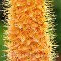 Bulbi Eremurus Cleopatra