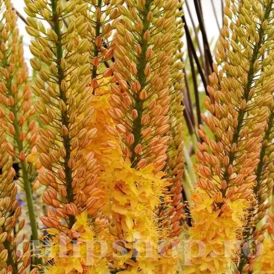 bulbi eremurus cleopatra pachet rizomi