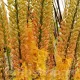bulbi eremurus cleopatra pachet rizomi