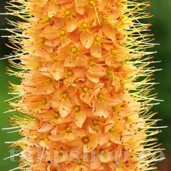 Bulbi Eremurus Cleopatra