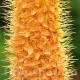 bulbi eremurus cleopatra portocaliu caisa