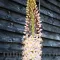Bulbi Eremurus Robustus