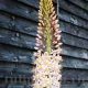 bulbi eremurus robustus roz gigant