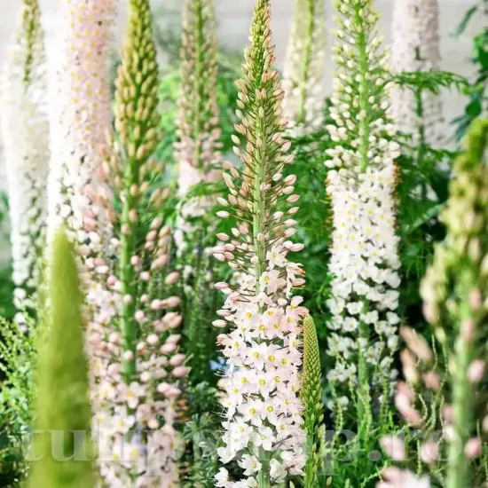 bulbi eremurus robustus2