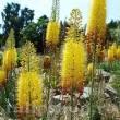 floare eremurus bungei detaliu spic 110x110