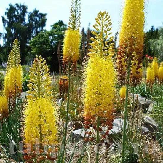 floare eremurus bungei detaliu spic