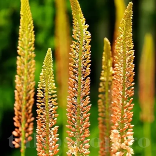 floare eremurus cleopatra detaliu spectaculos