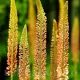 floare eremurus cleopatra detaliu spectaculos