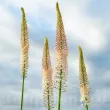 Bulbi Eremurus Robustus floare eremurus robustus detaliu spic 110x110