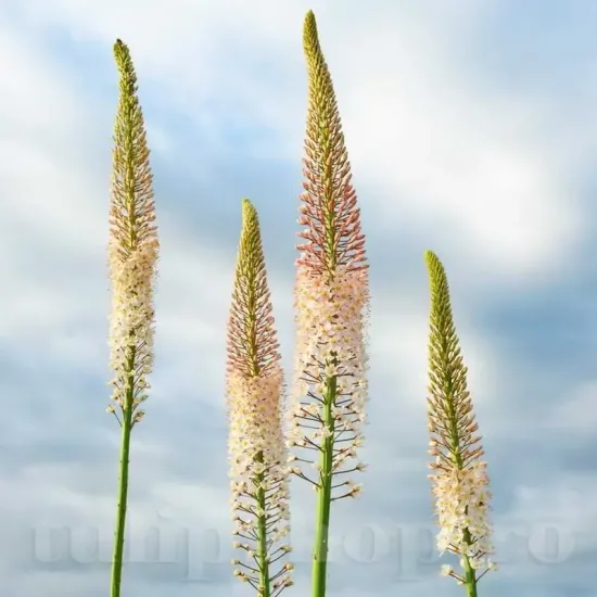 floare eremurus robustus detaliu spic