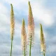 floare eremurus robustus detaliu spic