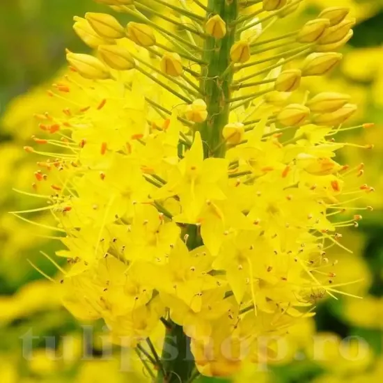 gradina eremurus bungei decor floral