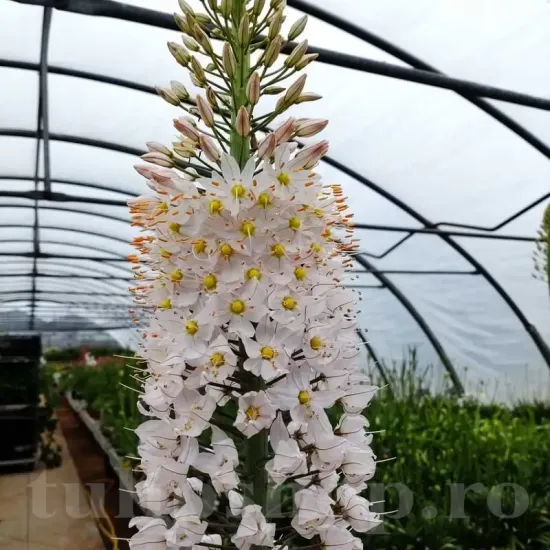 gradina eremurus robustus inalt decor