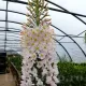 gradina eremurus robustus inalt decor