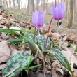 bulbi de toamna erythronium dens canis plante perene 110x110