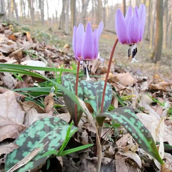 bulbi de toamna erythronium dens canis plante perene