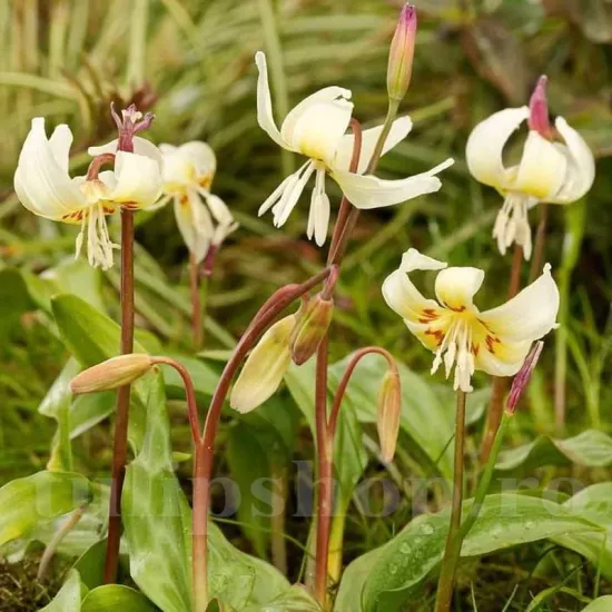 Bulbi Erythronium White Beauty bulbi de toamna erythronium white beauty plante perene