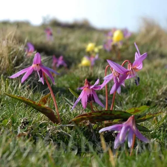 bulbi erythronium dens canis maseaua ciutei roz tulipshop