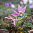 bulbi erythronium dens canis plantare toamna gradina 110x110