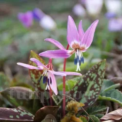 Bulbi Erythronium Dens-Canis