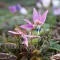 Bulbi Erythronium Dens-Canis