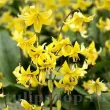 bulbi erythronium pagoda galben 110x110