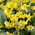 Bulbi Erythronium Pagoda