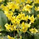 bulbi erythronium pagoda galben