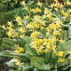 bulbi erythronium pagoda pachet