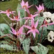 bulbi erythronium rose queen inflorire primavara umbra 110x110