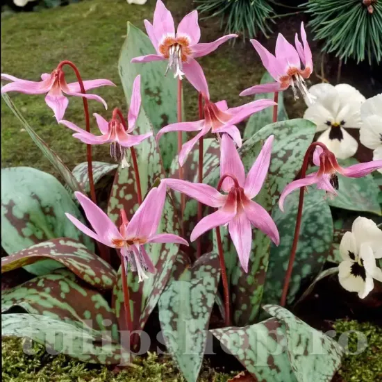 bulbi erythronium rose queen inflorire primavara umbra