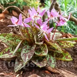 Bulbi Erythronium Rose Queen
