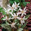 Bulbi Erythronium Snowflake