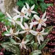 bulbi erythronium snowflake alb