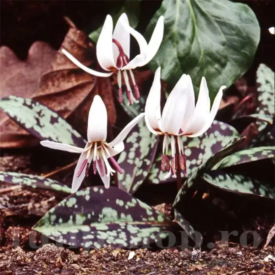 bulbi erythronium snowflake pachet