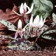 bulbi erythronium snowflake pachet