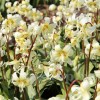 Bulbi Erythronium White Beauty