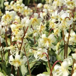 Bulbi Erythronium White Beauty