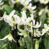 Bulbi Erythronium White Beauty