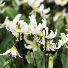 Bulbi Erythronium White Beauty