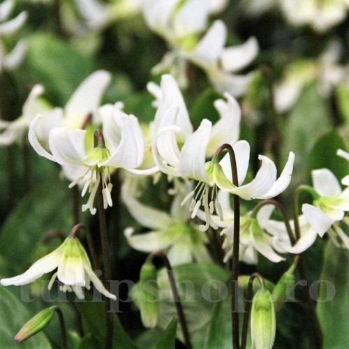 Bulbi Erythronium White Beauty