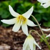 Bulbi Erythronium White Beauty