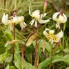 Bulbi Erythronium White Beauty