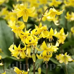 Bulbi Erythronium Pagoda